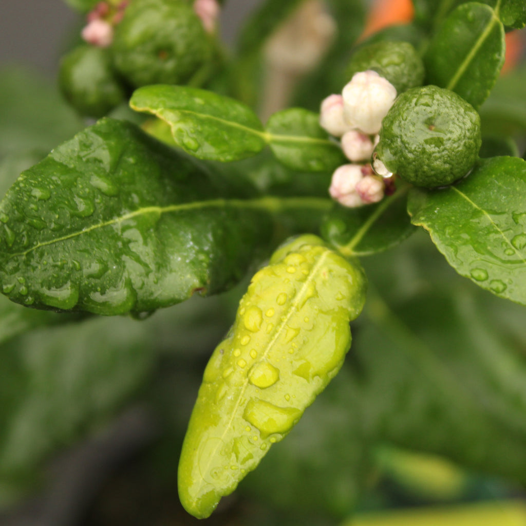 Citrus Kaffir Lime Image