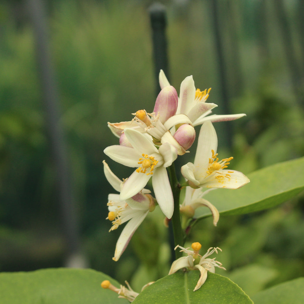 Citrus Lemon Meyer Image