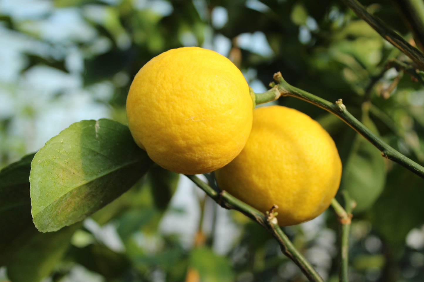 Citrus Lemon Meyer 2