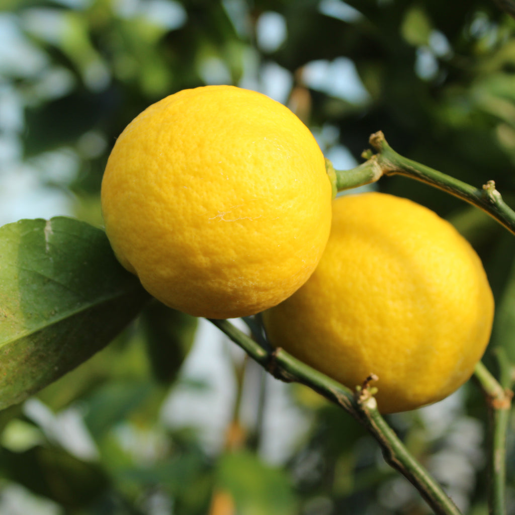 Citrus Lemon Meyer Image