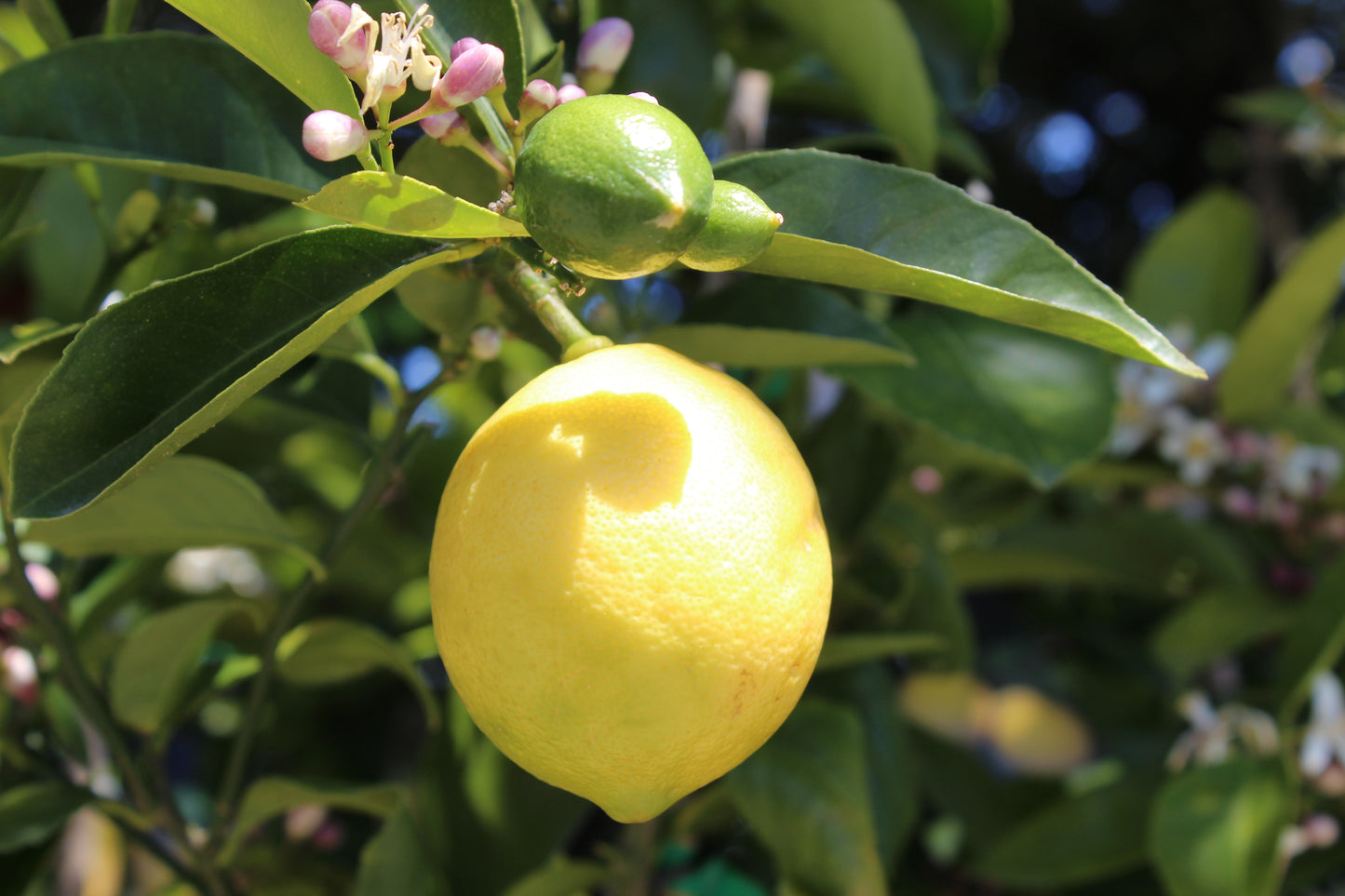 Citrus Lemon Meyer 3