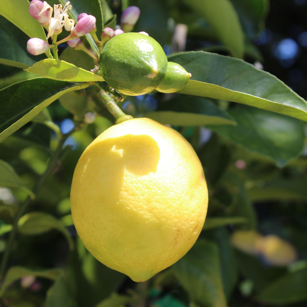 Citrus Lemon Meyer Image