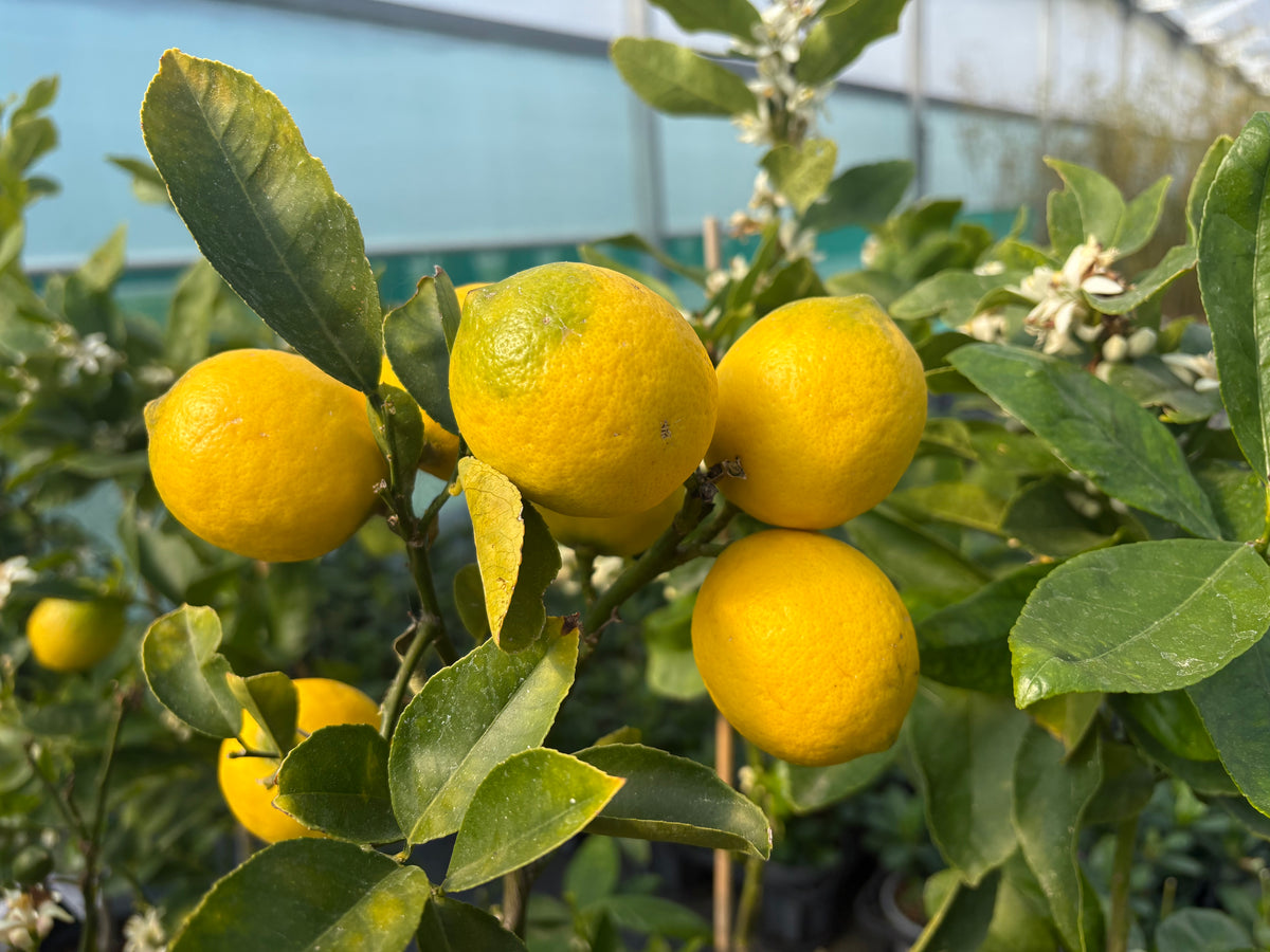 Citrus Lemon Meyer 6