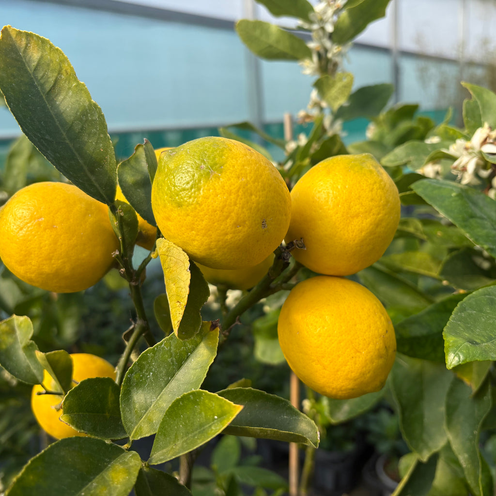Citrus Lemon Meyer Image