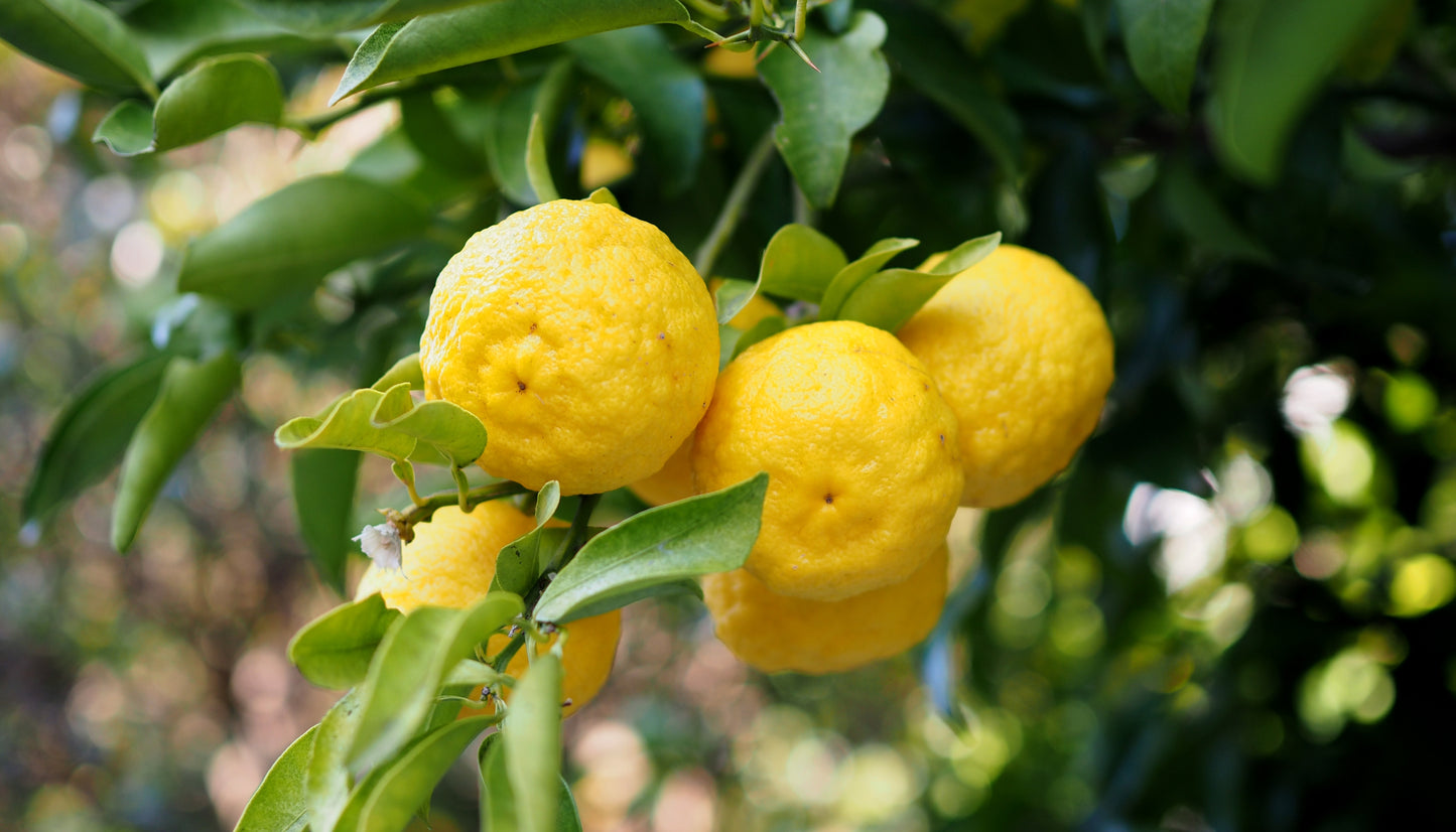 Citrus Lemon Yuzu 2