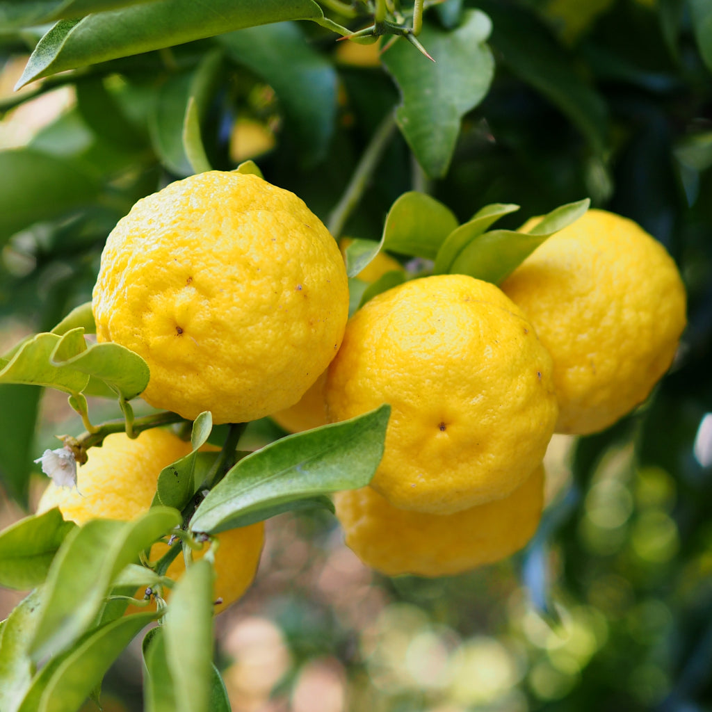 Citrus Lemon Yuzu Image