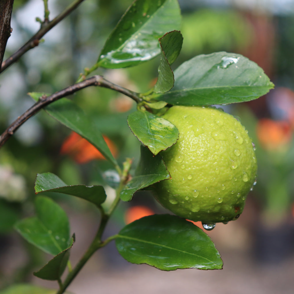 Citrus Lemonade Image