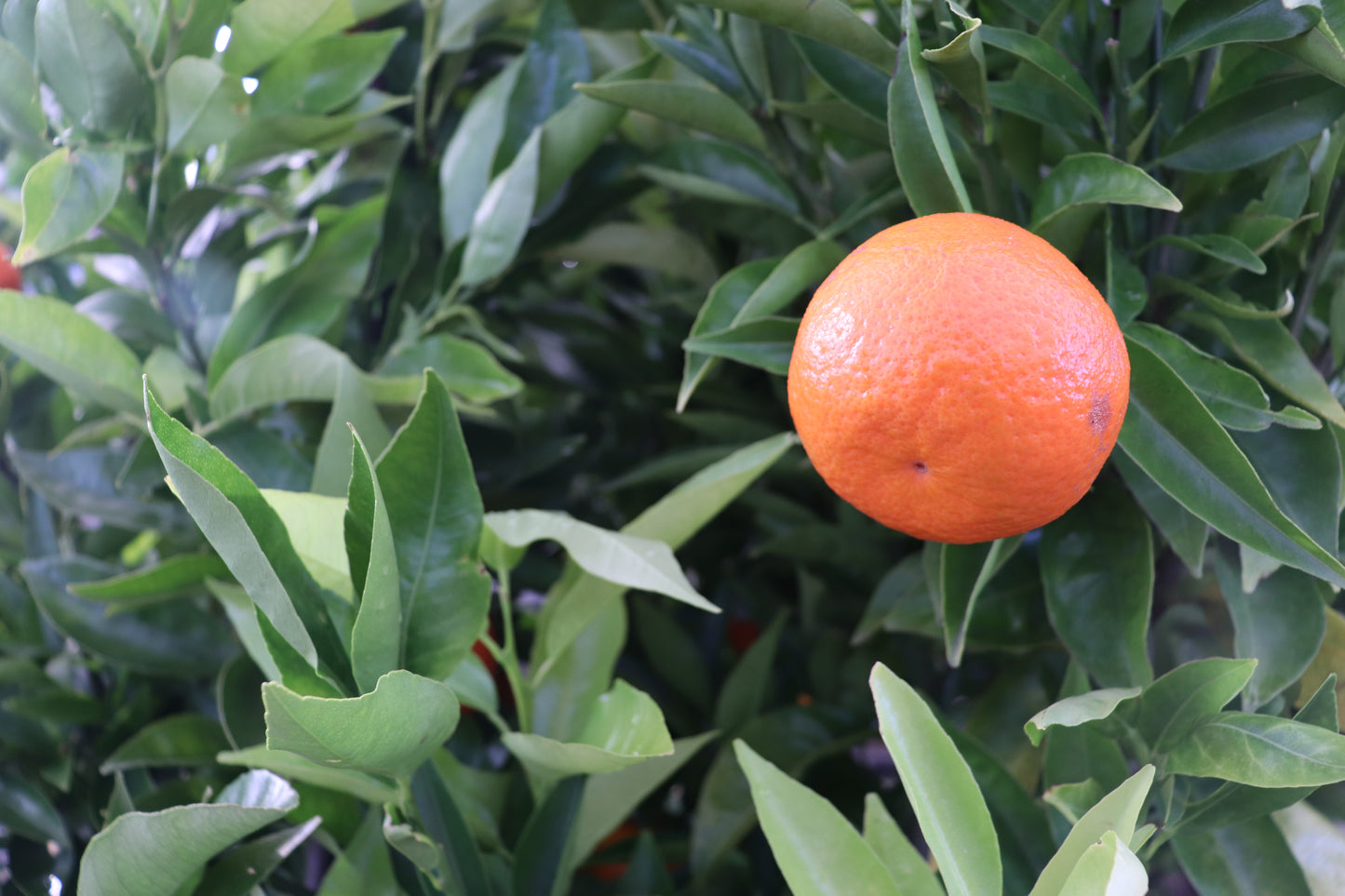 Citrus Mandarin Corsica #2