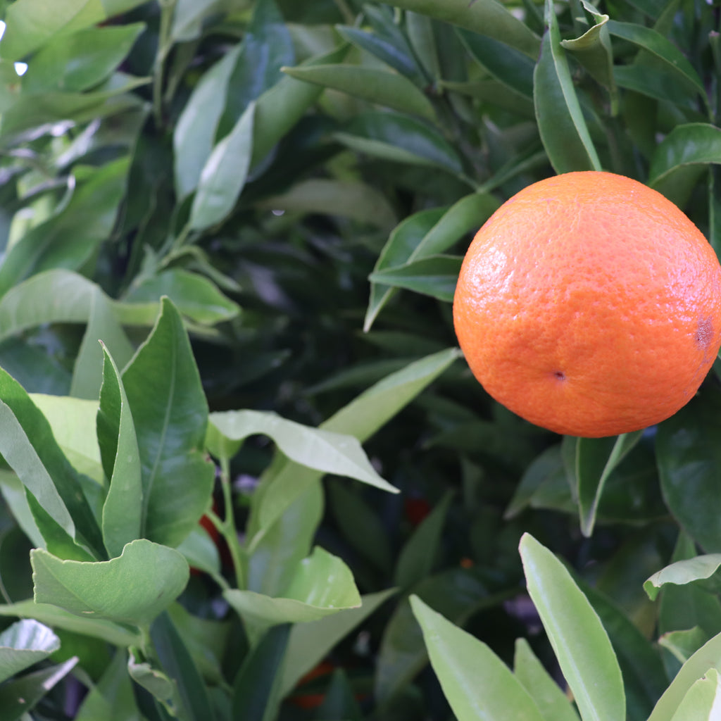 Citrus Mandarin Corsica #2 Image