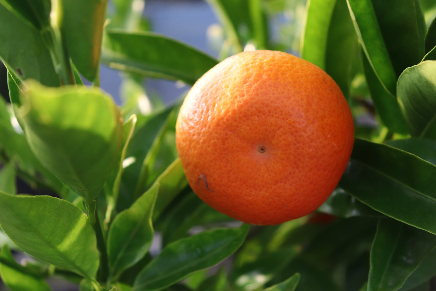 Citrus Mandarin Corsica #2 2