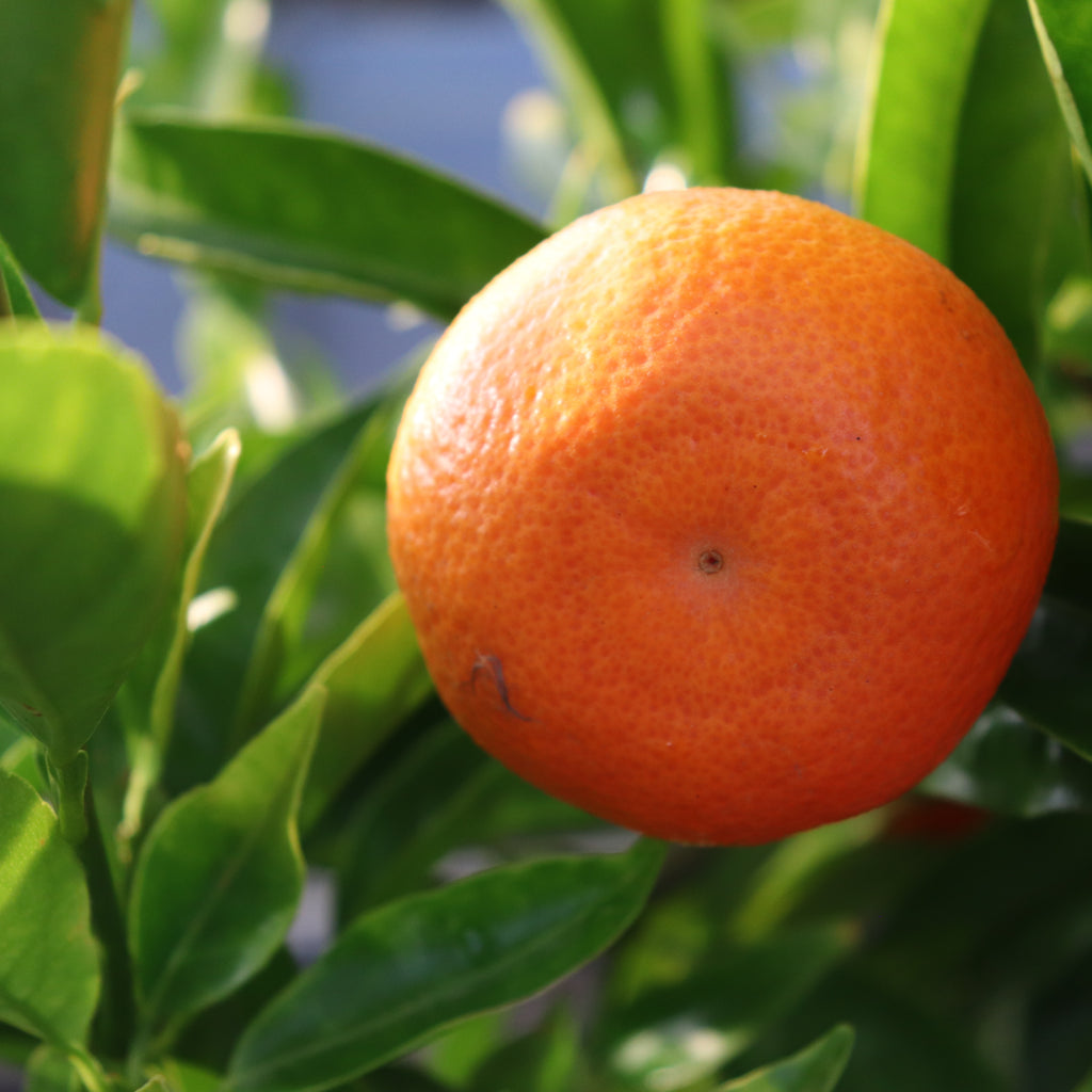 Citrus Mandarin Corsica #2 Image