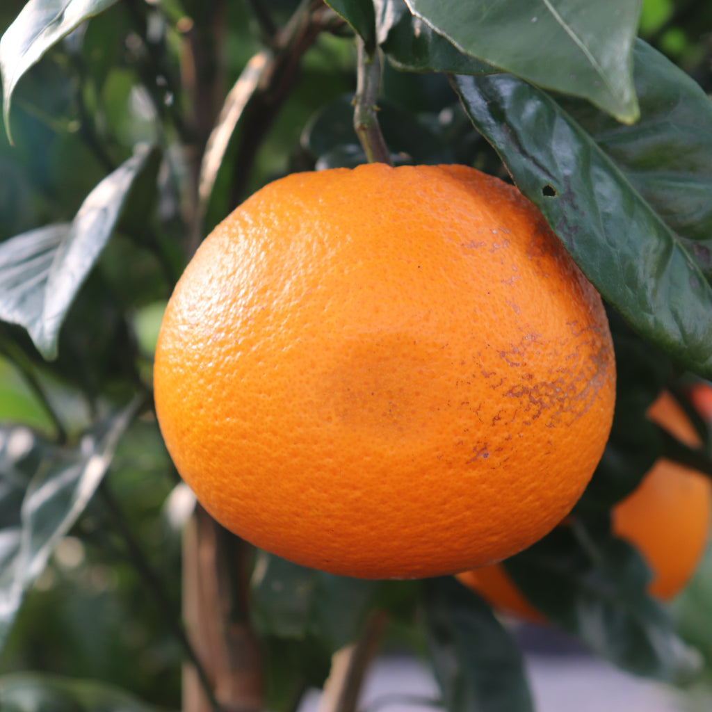 Citrus Navel Orange Image