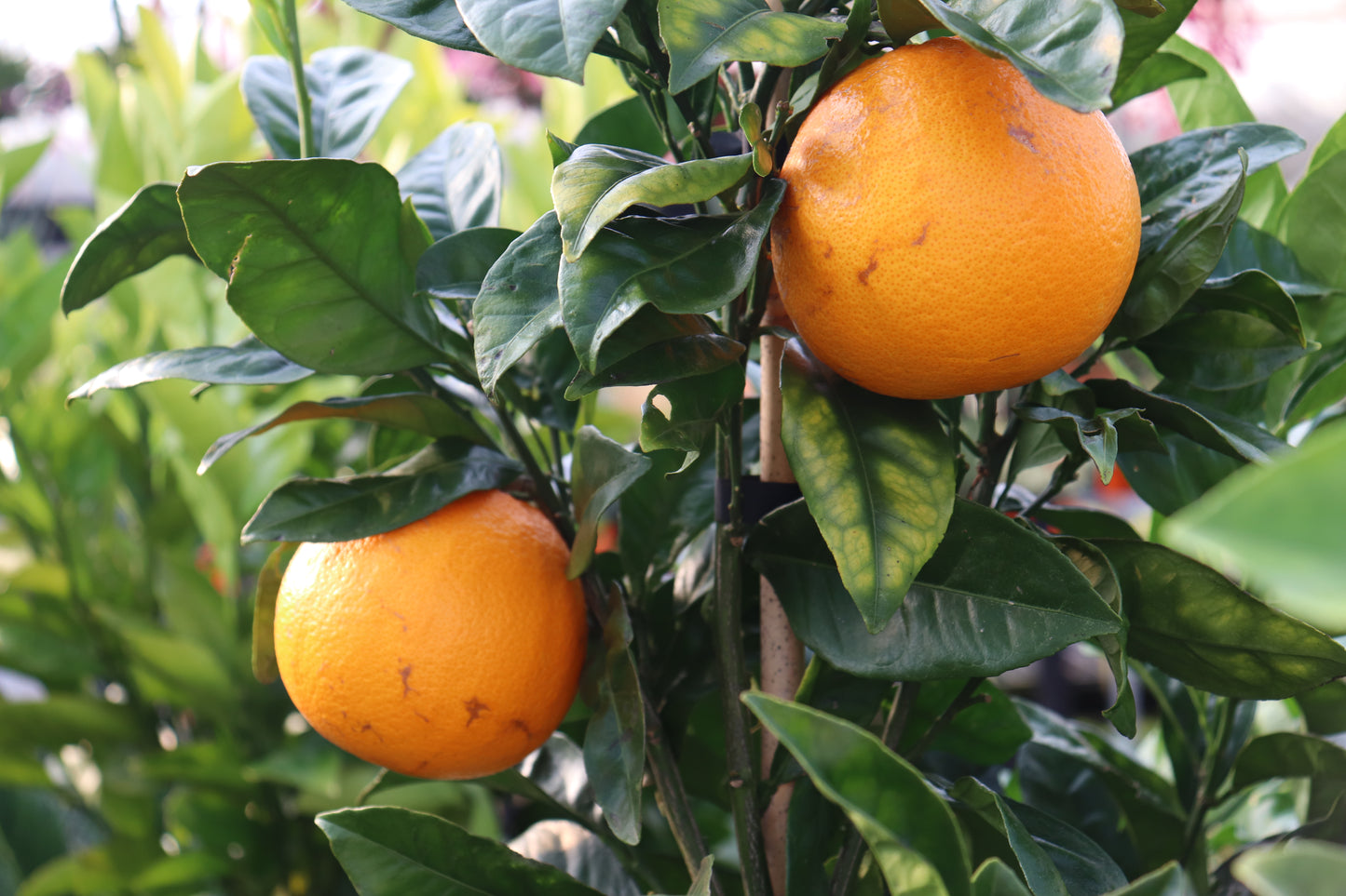Citrus Navel Orange 2