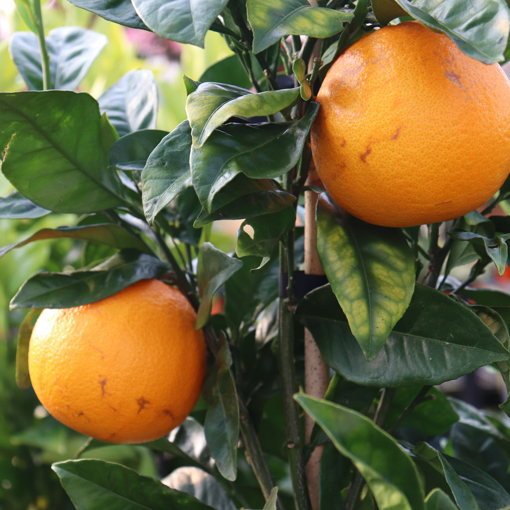 Citrus Navel Orange Image