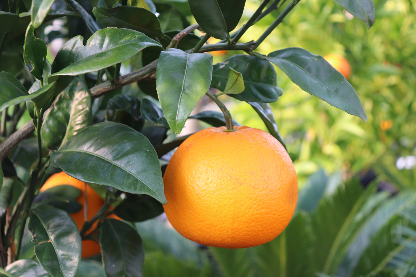 Citrus Navel Orange 3