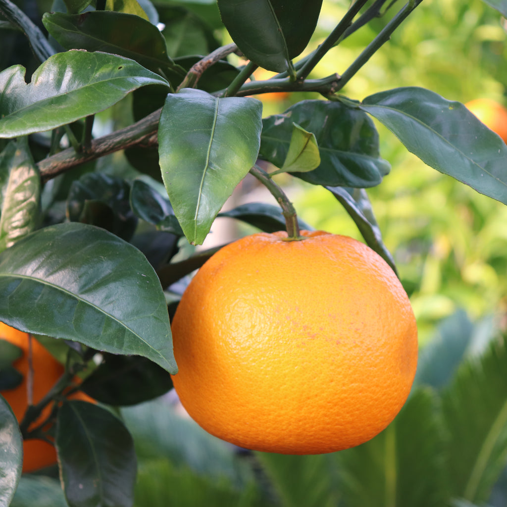 Citrus Navel Orange Image