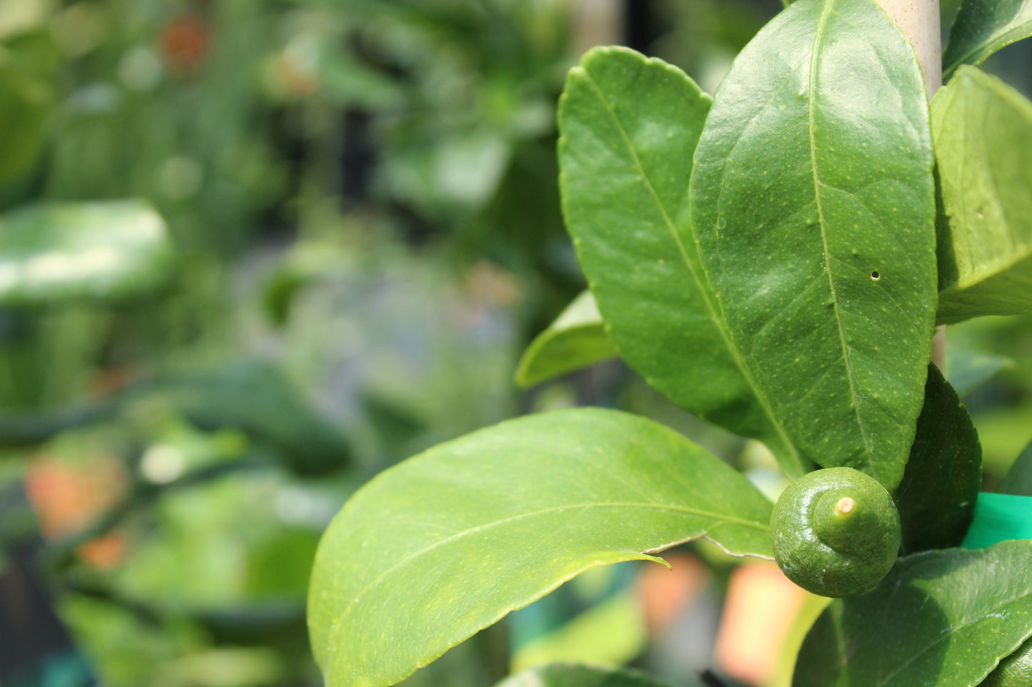 Citrus dwarf bearrs Tahitian Lime