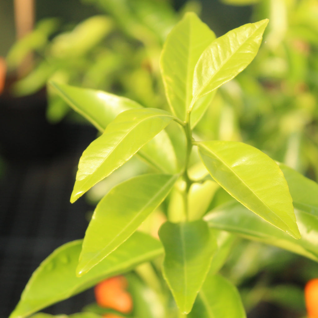 Citrus mandarin Bay Sweetie Image