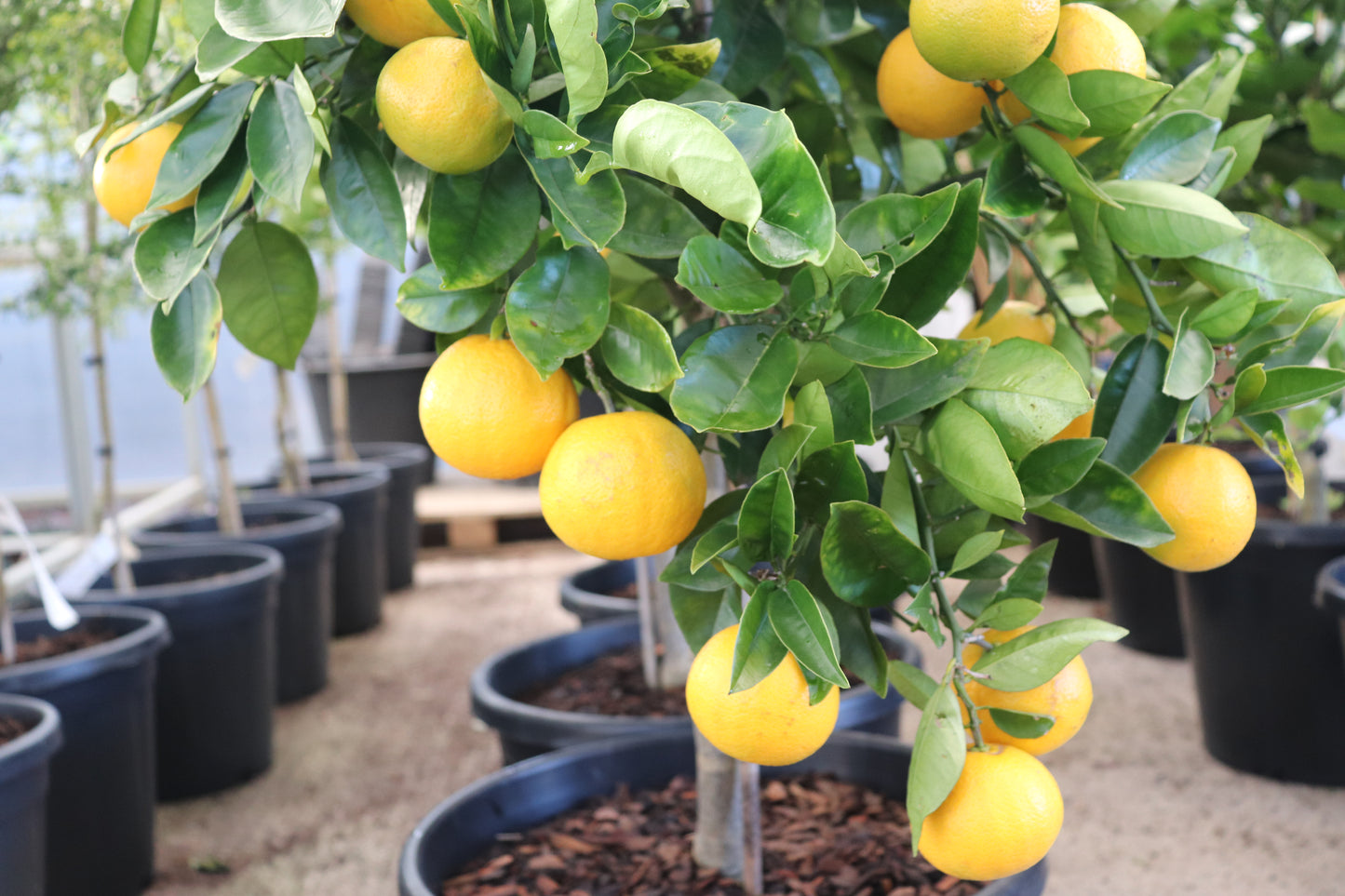 Citrus orange Harwood Late 2