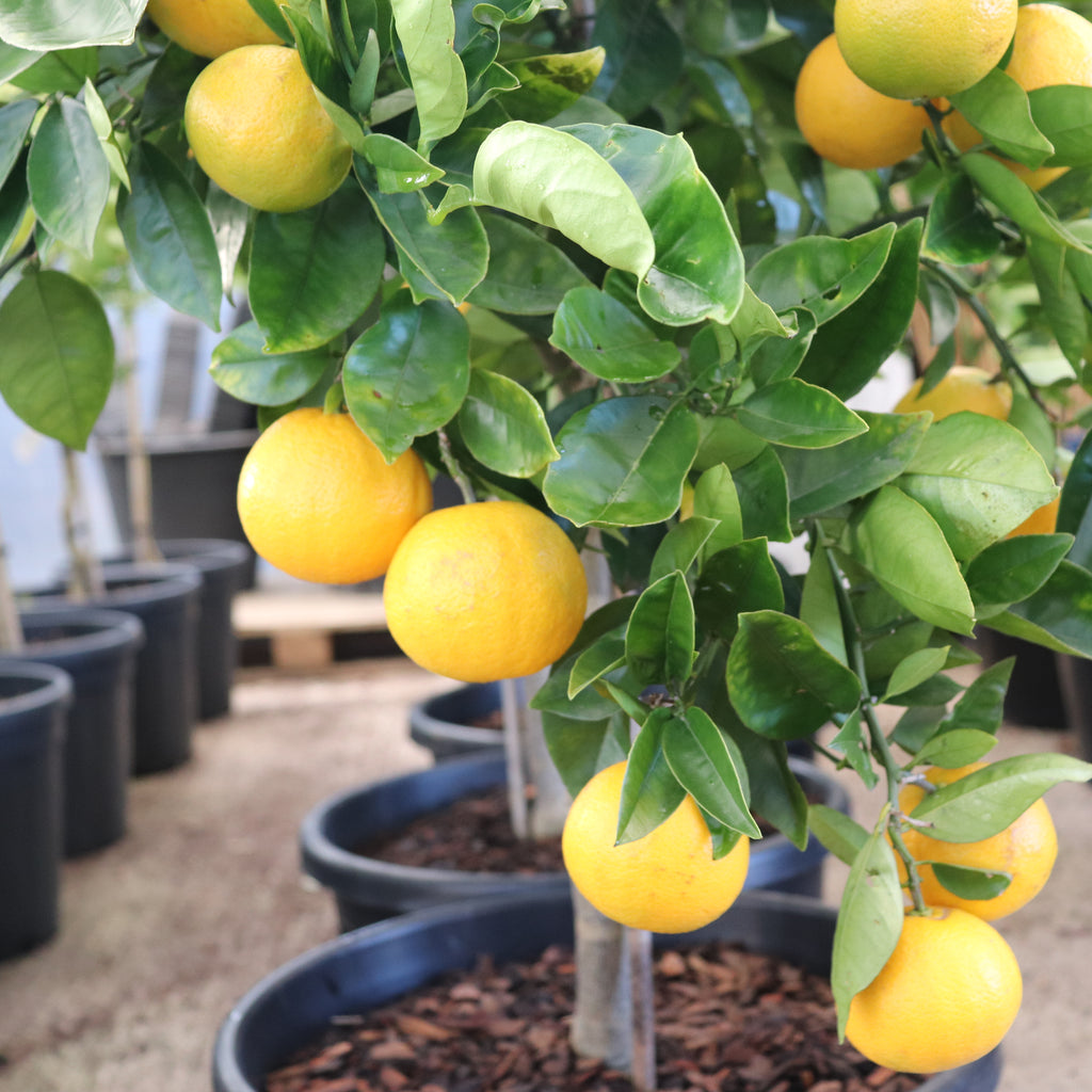 Citrus orange Harwood Late Image