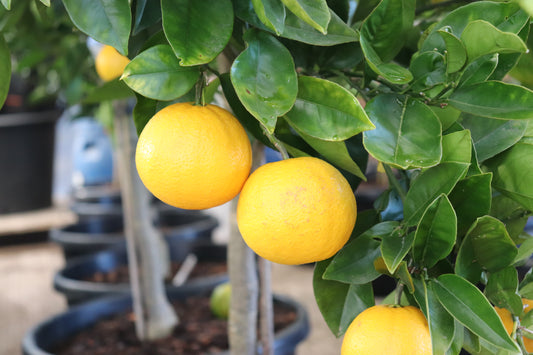Citrus orange Harwood Late 3