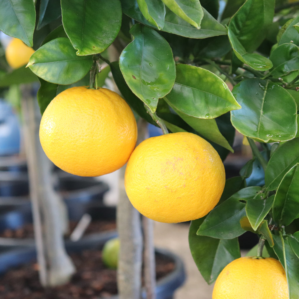 Citrus orange Harwood Late Image