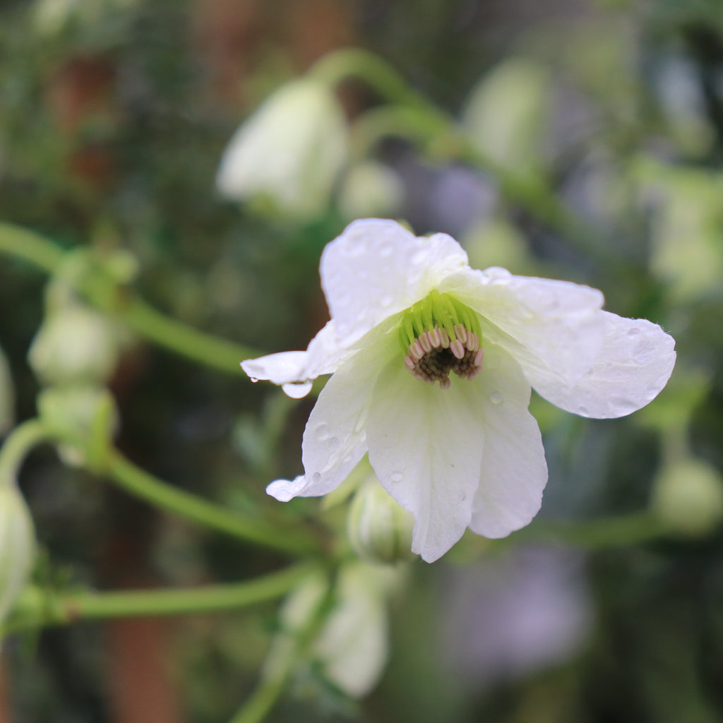 Clematis Sweet Hart Image
