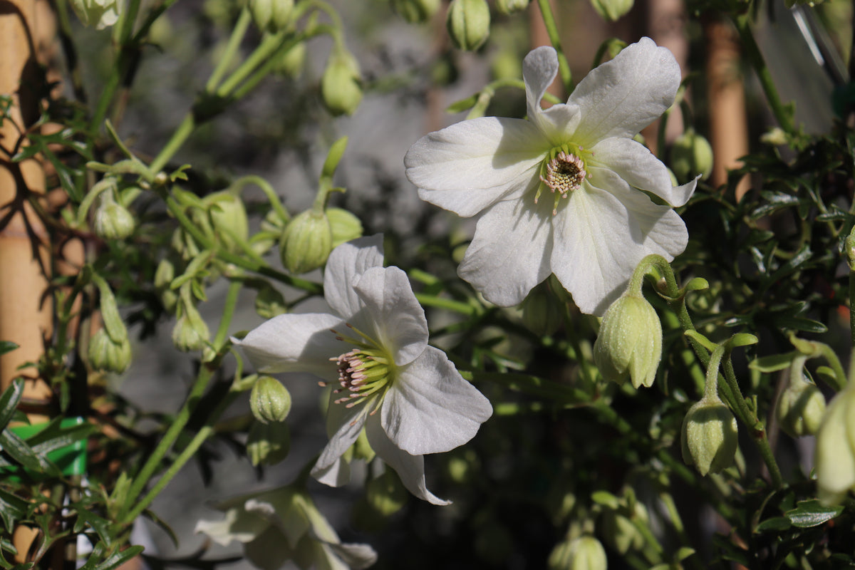 Clematis Sweet Hart 2