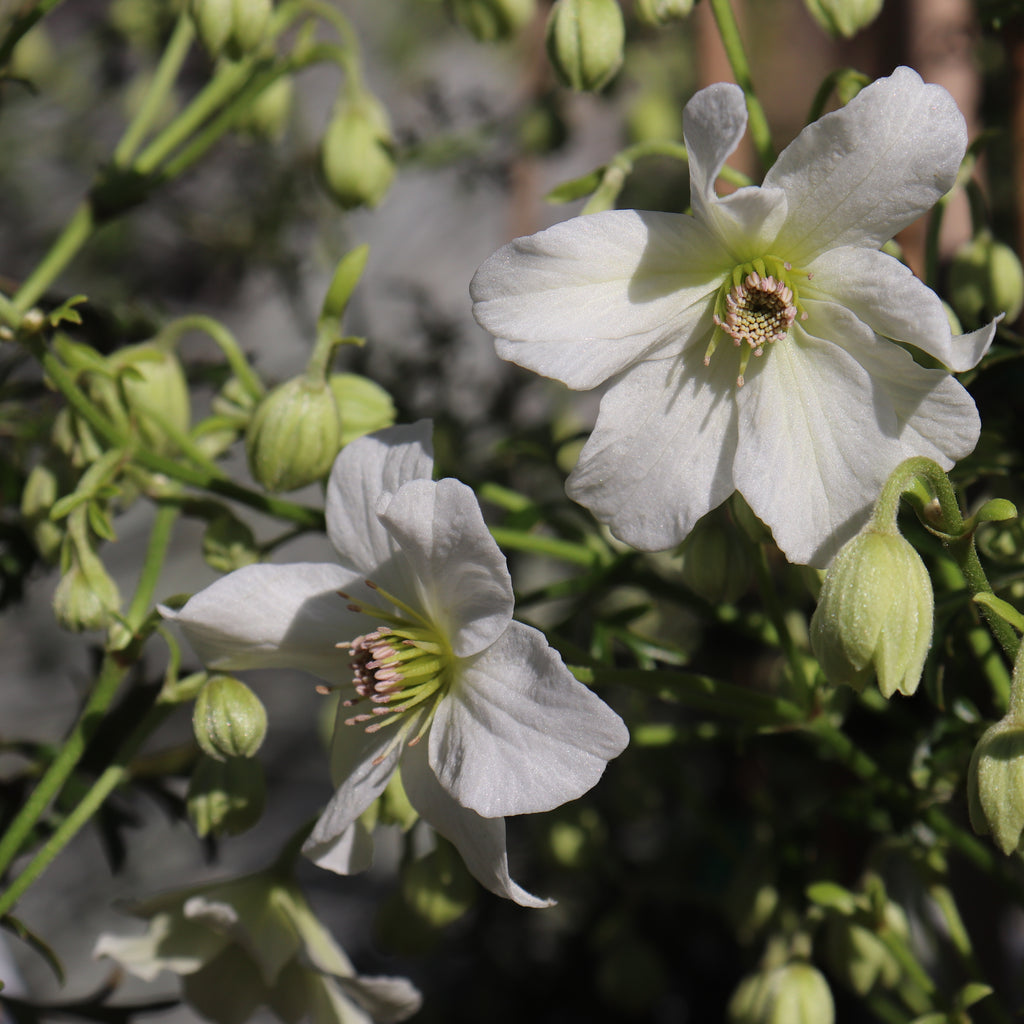 Clematis Sweet Hart Image