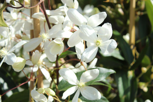 Clematis armandii