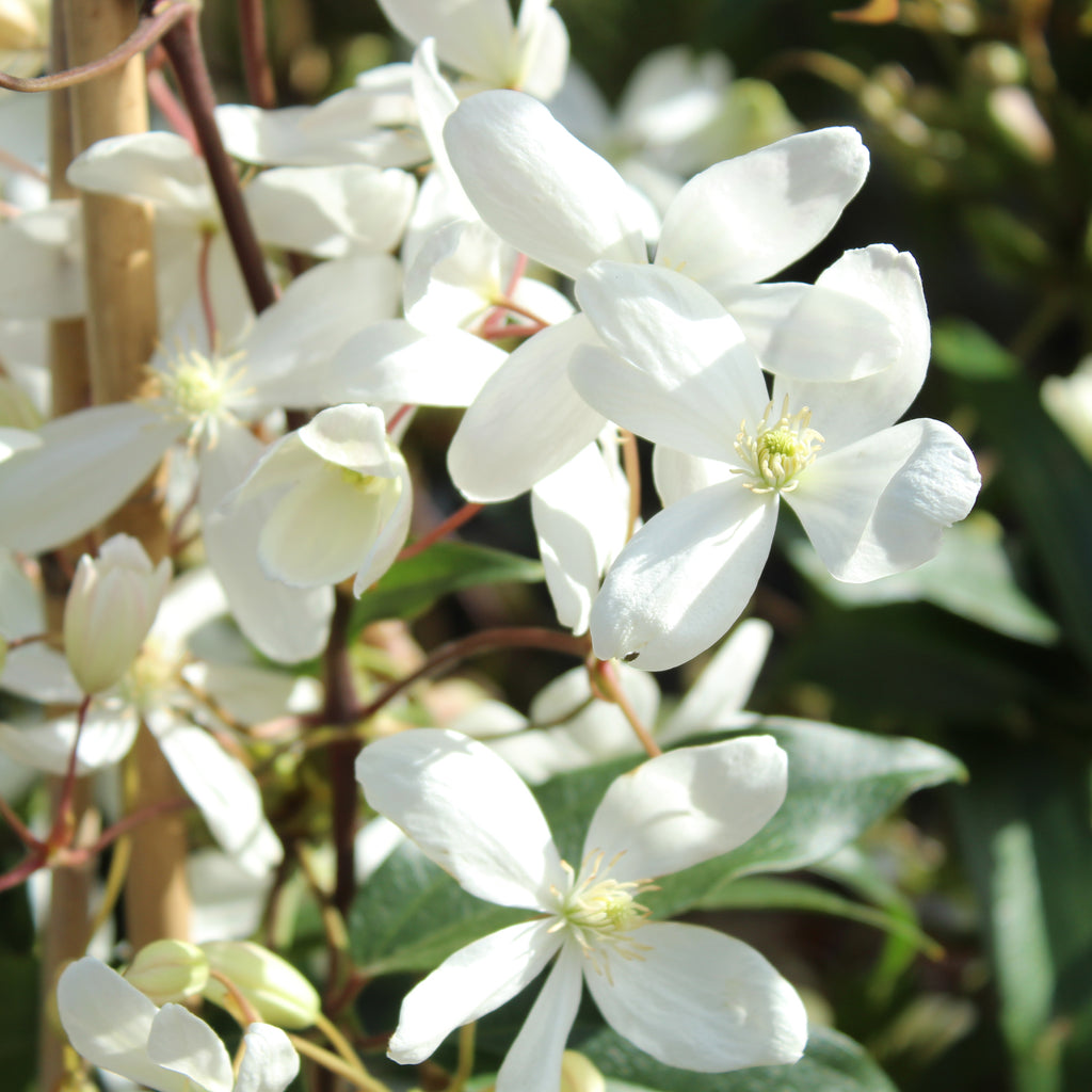 Clematis armandii Image