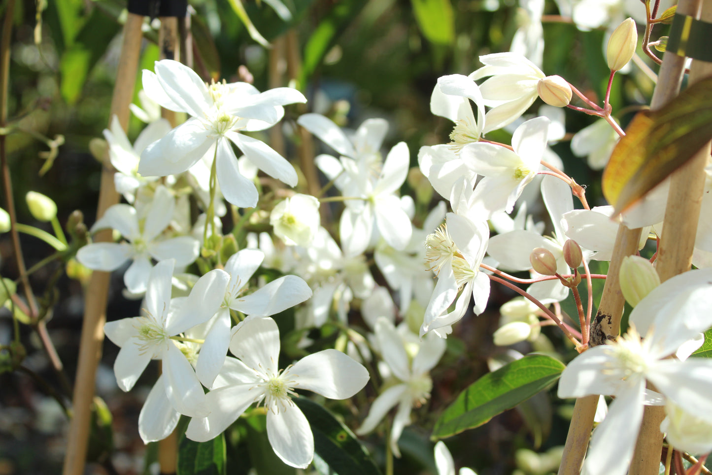 Clematis armandii 2