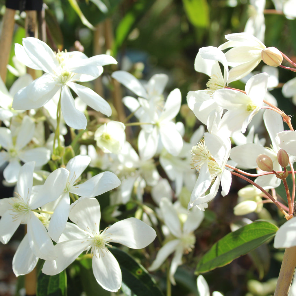 Clematis armandii Image