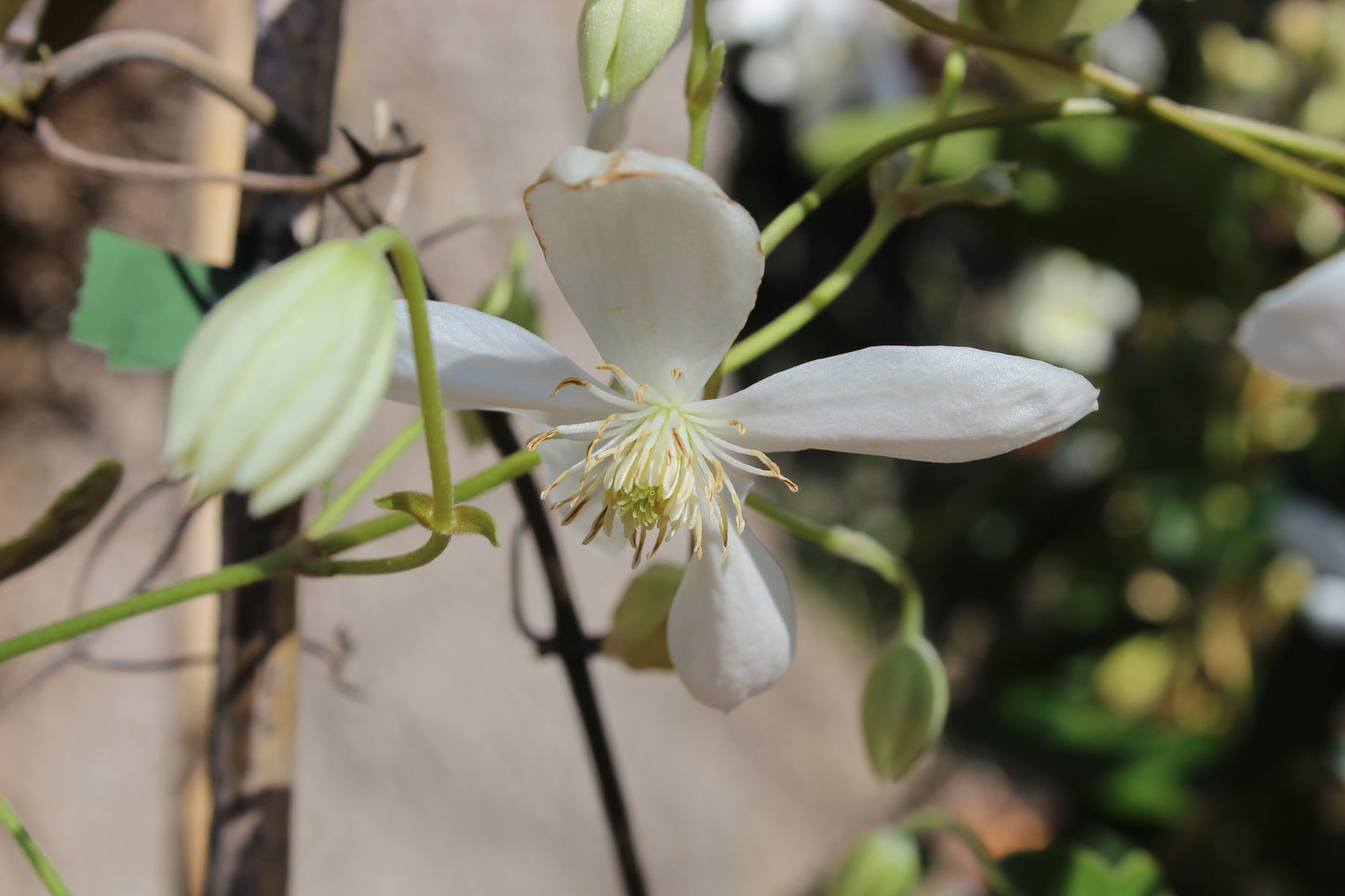 Clematis paniculata Purity.