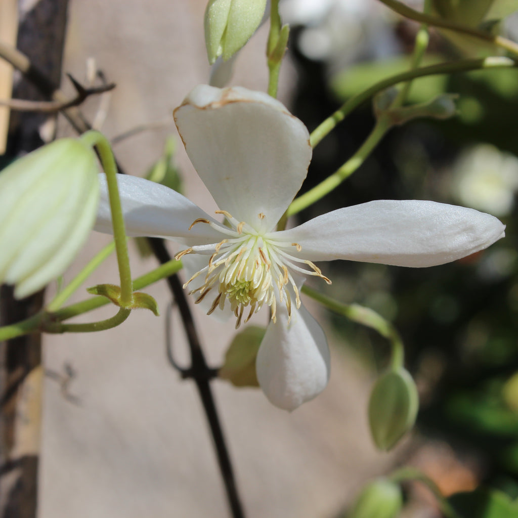 Clematis paniculata Purity Image