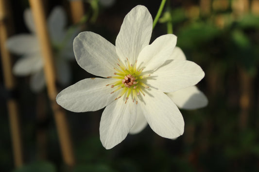 Clematis paniculata Purity 2