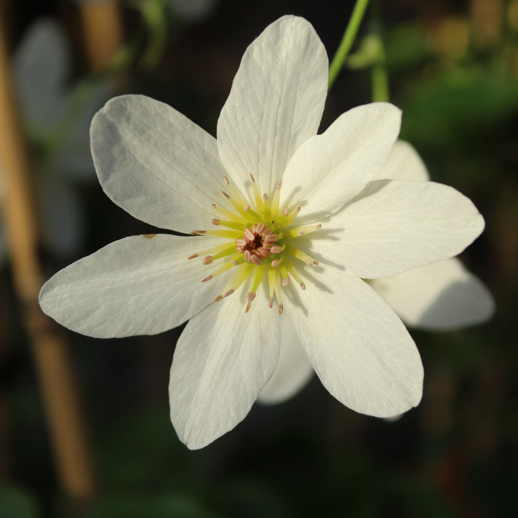 Clematis paniculata Purity Image