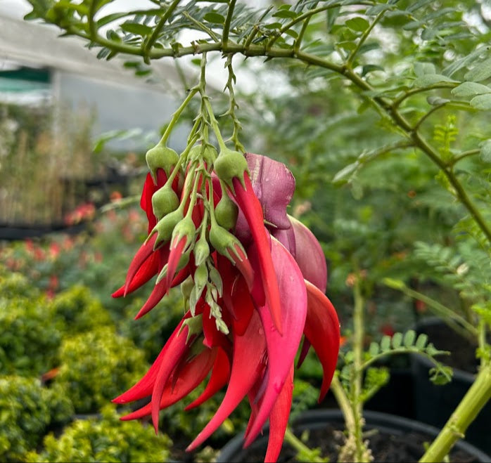 Clianthus maximus