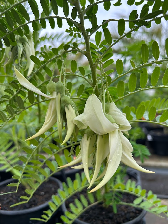 Clianthus puniceus alba Image