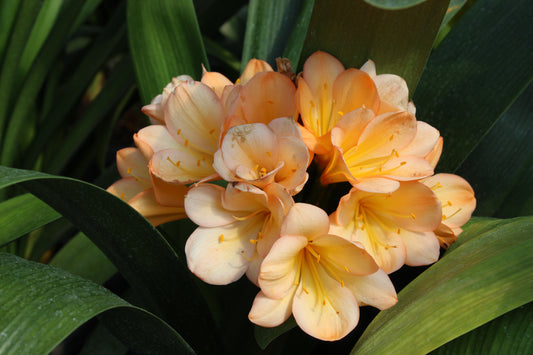 Clivia miniata Apricot  2