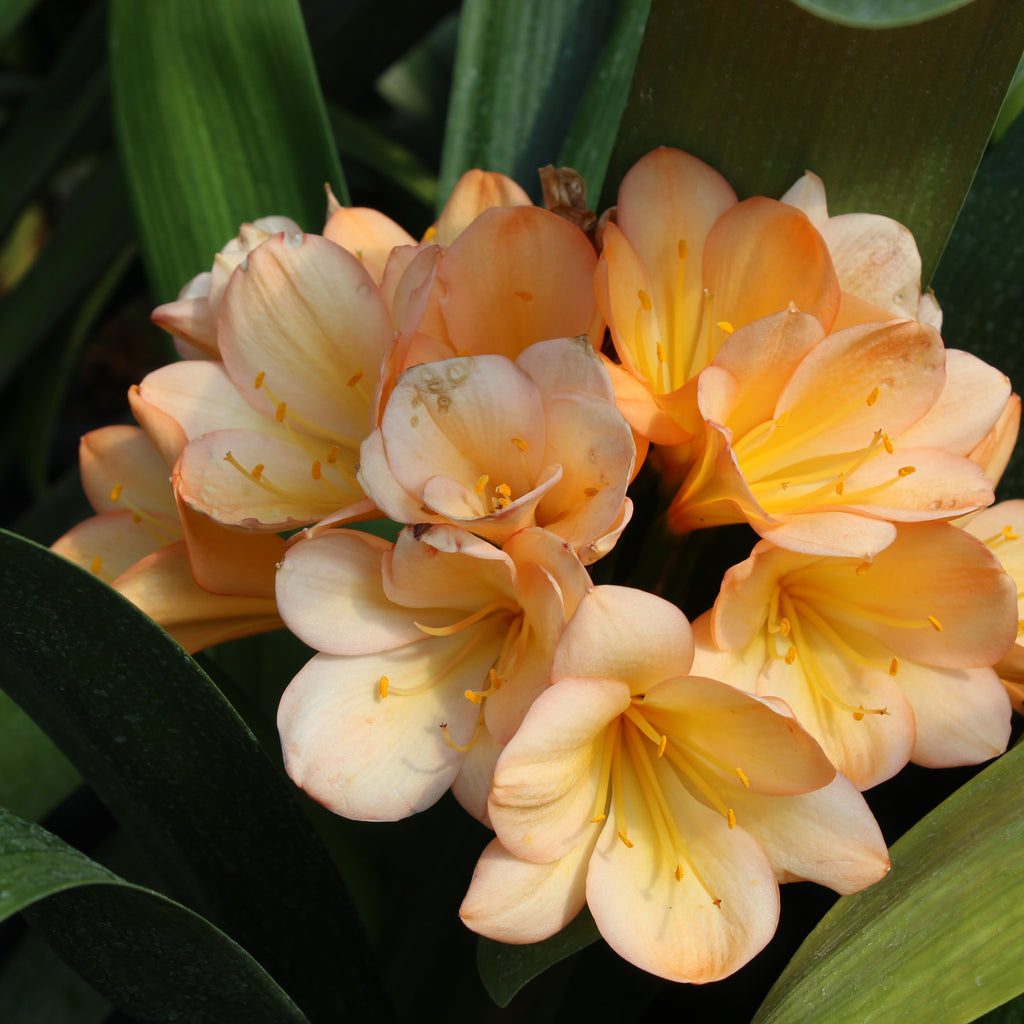 Clivia miniata Apricot Image