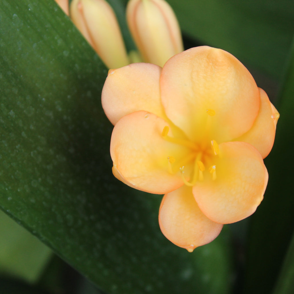Clivia miniata Apricot Image
