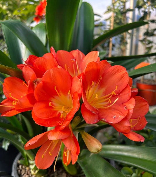 Clivia miniata Orange