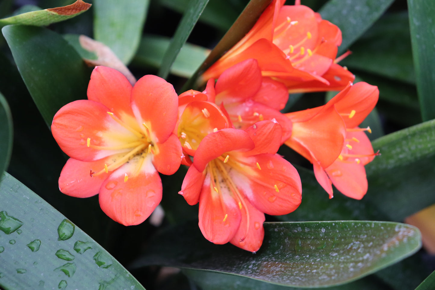 Clivia miniata Orange 2