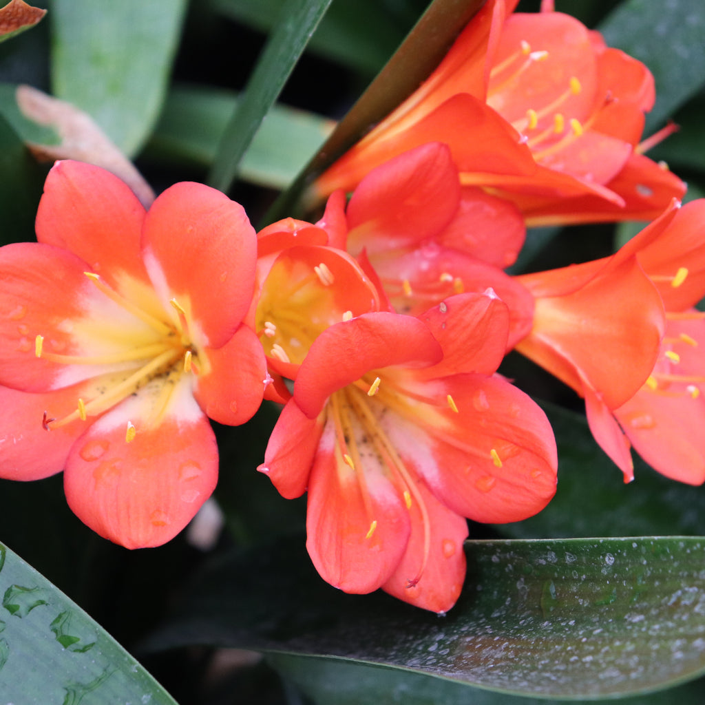 Clivia miniata Orange Image