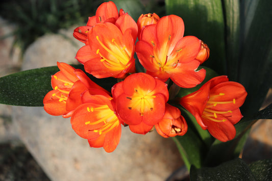 Clivia miniata Orange 5