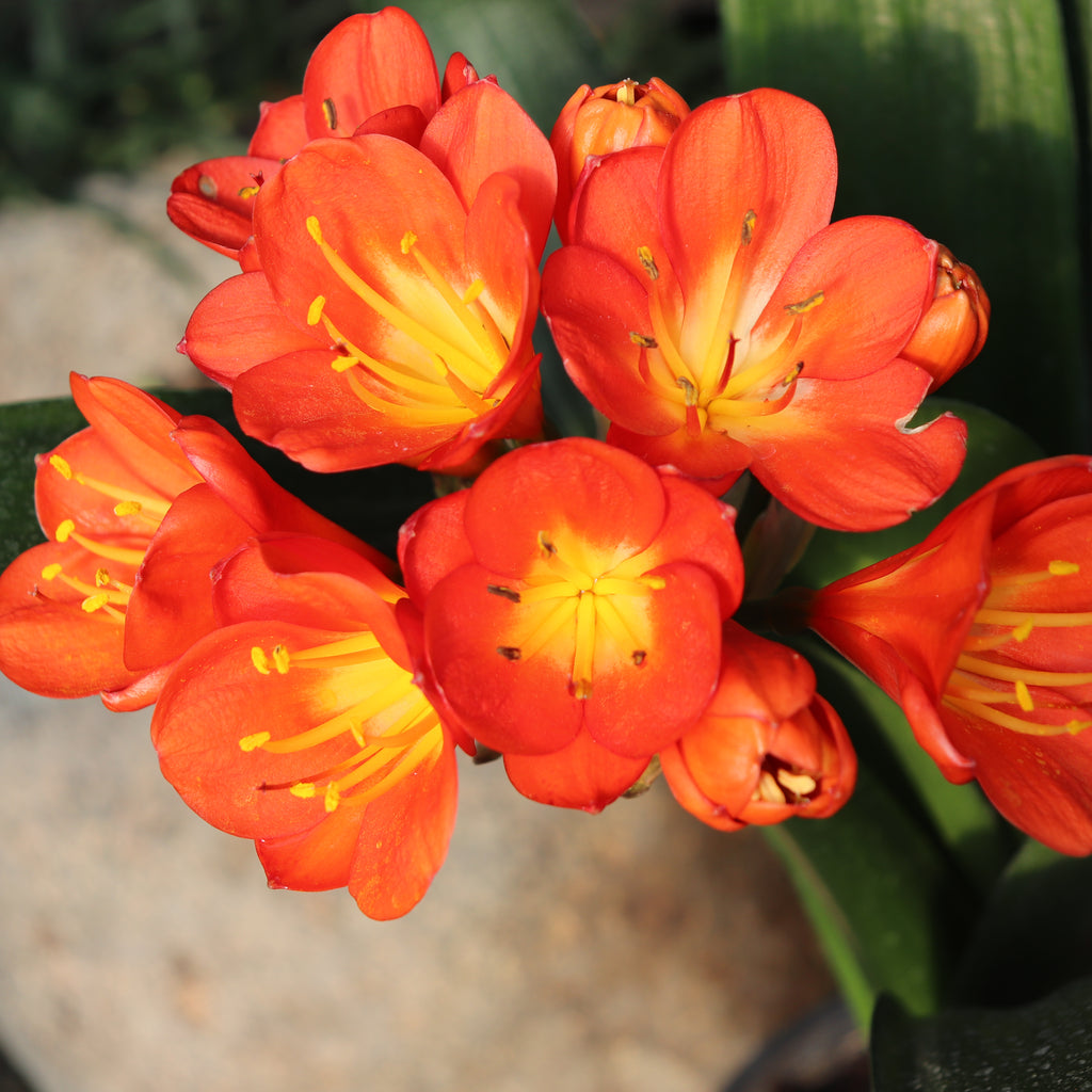 Clivia miniata Orange Image