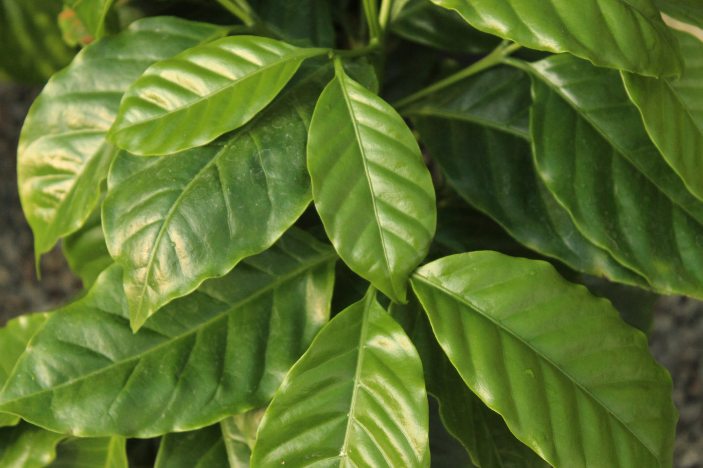 Coffea Arabica