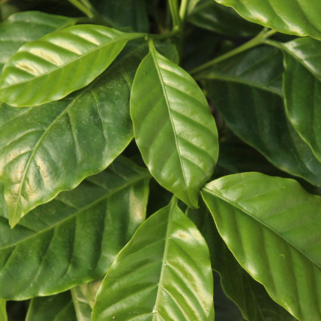 Coffea Arabica Image