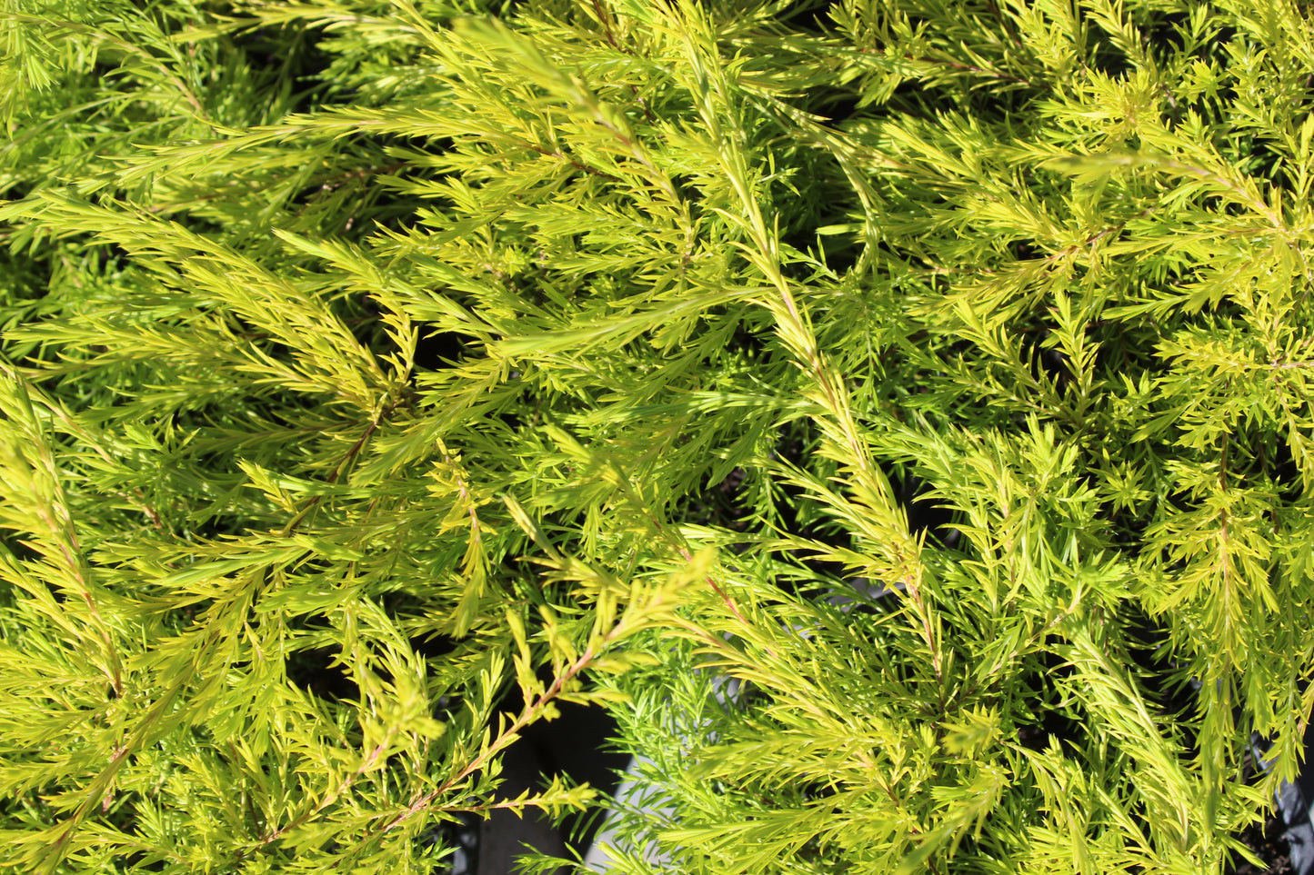 Coleonema sunset gold